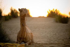 Jaisalmer-packages