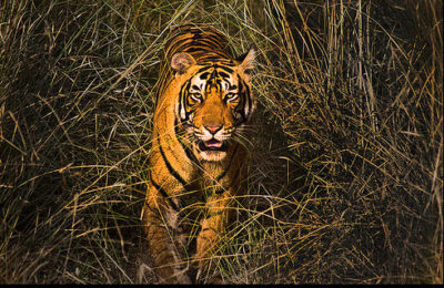 Ranthambore Tiger Reserve tours